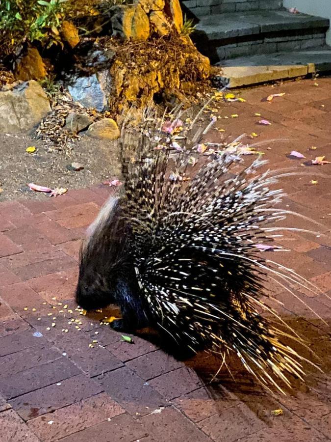 Апартаменты Porcupine Walk Саймонстаун Экстерьер фото