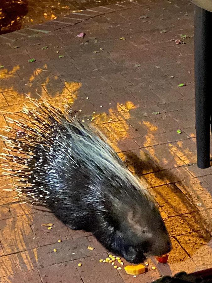 Апартаменты Porcupine Walk Саймонстаун Экстерьер фото